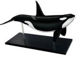 Anatomia da Orca - 4d master