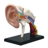 Anatomia da Orelha - 4d master