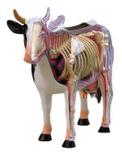 Anatomia da Vaca - 4d master
