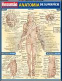Anatomia de superficie - resumao - Barros, fischer associados