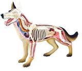 Anatomia do Cachorro - 4d master