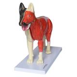 Anatomia do Cachorro - Anatomic