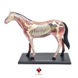 Anatomia do Cavalo - 4d master