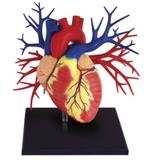 Anatomia do Coração Deluxe - 4d master