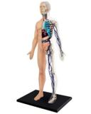 Anatomia do Corpo Humano - 4d master