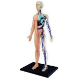 Anatomia do Corpo Humano - 4d master
