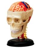 Anatomia do Crânio e Nervos Cranianos - 4d master