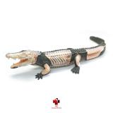 Anatomia do Crocodilo - 4d master