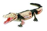 Anatomia do Crocodilo - 4d master
