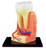 Anatomia do Dente Molar - 4d master