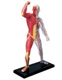 Anatomia do Esqueleto e Músculos Humano - 4d master