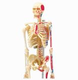 Anatomia do Esqueleto Humano - 4d master