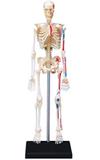 Anatomia do Esqueleto Humano - 4d master
