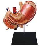 Anatomia do Estômago - 4d master