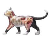 Anatomia do Gato - 4d master