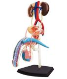 Anatomia do Órgão Reprodutor e Urinário Masculino - 4d master