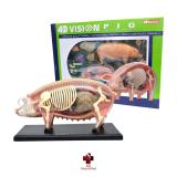 Anatomia do Porco - 4d master