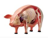 Anatomia do Porco - 4d master