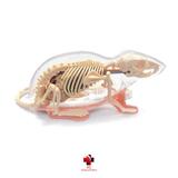 Anatomia do Rato - 4d master