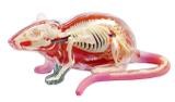 Anatomia do Rato - 4d master