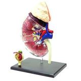 Anatomia do Rim - 4d master