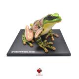 Anatomia do Sapo - 4d master