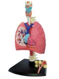 Anatomia do Sistema Respiratório - 4d master