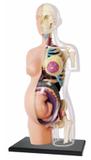 Anatomia do Torso Gravidez - 4d master