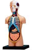 Anatomia do Torso Humano - 4d master