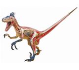 Anatomia do Velociraptor - 4d master