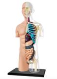 Anatomia Meio Torso Transparente - 4d master