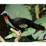 Apito Pio de Madeira Jacutinga - NewArt