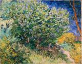 Arbusto Lilás - Vincent van Gogh - Tela 30x38 Para Quadro - Santhatela