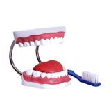Arcada Dentária com Língua e Escova Modelo Anatomia - Anatomic