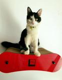 Arranhador/caminha Para Gatos De Fixar Na Parede Em Acrílico E Papelão Kraft Vermelho - Gato moderno