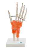 Articulação da Mão Modelo Anatomia, Esqueleto - Sdorf