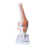 Articulação do Joelho - Anatomic