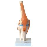 Articulação do Joelho c/ Ligamentos, Esqueleto Anatomia - Anatomic