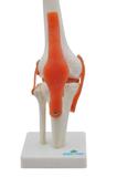 Articulação do Joelho Esqueleto Modelo Anatomia - Sdorf