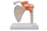 Articulação do Ombro, Esqueleto Modelo Anatomia - Sdorf