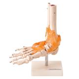 Articulação do Pé, Esqueleto Modelo Anatomia - Anatomic