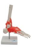 Articulação do Pé Esqueleto Modelo Anatomia - Sdorf