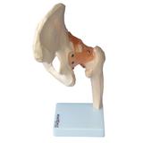 Articulação do Quadril com Ligamento, Esqueleto Anatomia - Anatomic