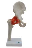 Articulação do Quadril, Esqueleto Anatomia - Sdorf
