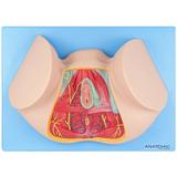 Assoalho Pélvico Feminino - Anatomic