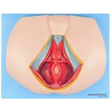 Assoalho Pélvico Masculino - Anatomic