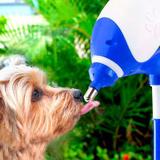 Bebedouro Lambe Lambe Bico Bilha Cães E Gatos Truqys Cor Azul