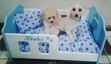 Berço Cama para Cães em Madeira - Tamanho M 68x45 - Cor Azul - Artesanato jsl pet