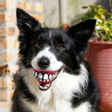 Bolinha Sorriso Dente Cães Brinquedo Vinil Com Apito - Pet import
