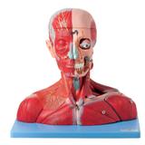 Cabeça e Pescoço Musculoso, Vasos, Nervos e Cérebro 19 Pts - Anatomic